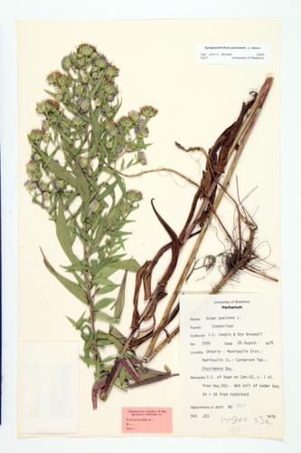 Purple-stemmed Aster; Shining Aster specimen